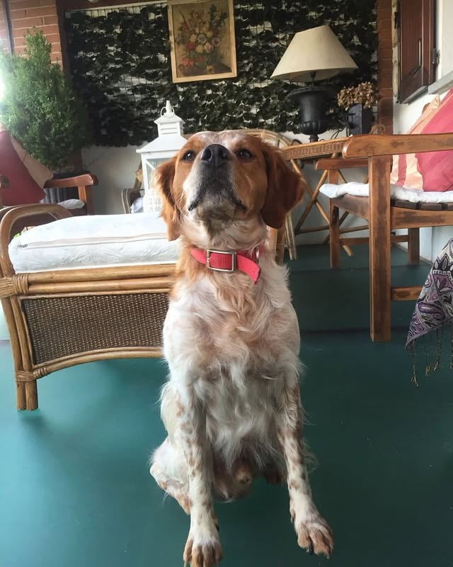 Ho scritto una poesia per il mio cane.E chi ama davvero un animale sa che i cani, come i gatti, sono figli dell’anima.Ti distruggono il cuore di tenerezza e allo stesso tempo ti riempiono la vita.Portano allegria, empatia, presenza.Sono lì per te.Hanno bisogno di te, ma la verità è che tu hai bisogno di loro molto di più.Dentro i loro occhi vedi tutto:tenerezza, malinconia, felicità, riconoscenza, amore.Un amore che non ti domanda chi sei, come stai, quanti soldi hai o cosa rappresenti nel mondo.Ti amano e basta.E davanti al tuo cane sarai sempre la persona più importante del mondo.Il mio cane, per me, è famiglia.Io e mio figlio siamo la mia famiglia, e poi ci sono tutte le persone che ci hanno regalato amore sincero, quelle che ti fanno sentire importante davvero, quelle che sai che ci sono quando hai bisogno.Gli altri passano.Il mio cane oggi mi guarda con i suoi occhi un po’ tristi.Forse lui non sa davvero cosa significhi invecchiare, ma sente che non è più il cane di prima.Ha sedici anni.Forse vorrebbe ancora correre, saltare, giocare come faceva una volta, e invece il corpo non lo segue più.E in quel suo sguardo sembra esserci una domanda silenziosa: perché?Qualche mese fa stava per morire.Non importa quanto sia costato salvarlo, né quanto tempo resti ancora davanti a noi.Ogni giorno in più che le cure sono riuscite a regalargli è un regalo anche per me.Perché io non riesco nemmeno a immaginare il vuoto che sentirò quando non ci sarà più.Non sarà soltanto una cuccia vuota.Sarà sentirmi improvvisamente più sola.Sarà perdere una parte di me.Chi ha amato un animale lo sa.Chi non lo ha mai avuto, forse si è perso una delle parti più belle della vita.Perché ciò che ti regalano, senza chiedere nulla, è l’unica cosa che conta davvero:amore incondizionato e gioiA infinita