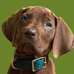@scoobydoonetflix