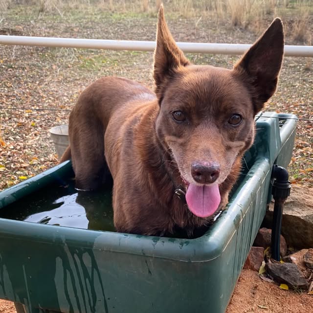 If I fits I swim 👍 freezing cold winter and still swimming 😈 spreading kelpie stank in the horse trough 😈😈 … early morning dip perfect starter for the day . Also bonus points for the horses 🐴 navigating the floating kelpie glitter
